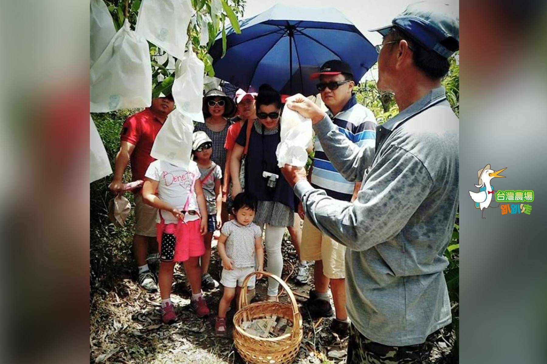 (舊)台南-小崇ㄉ果園-採果(芒果)體驗券8