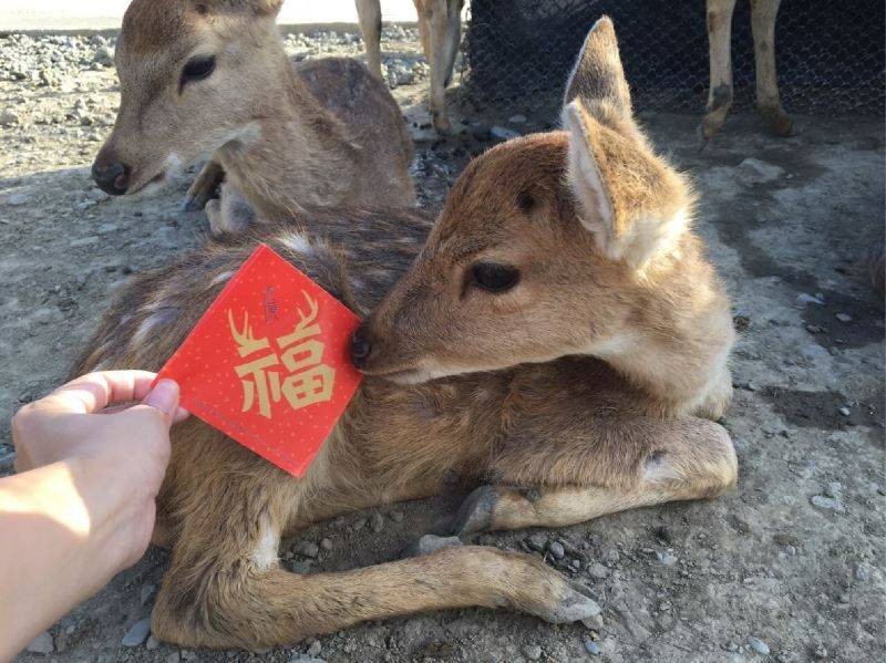 ｜墾丁鹿境梅花鹿生態園區入園券7