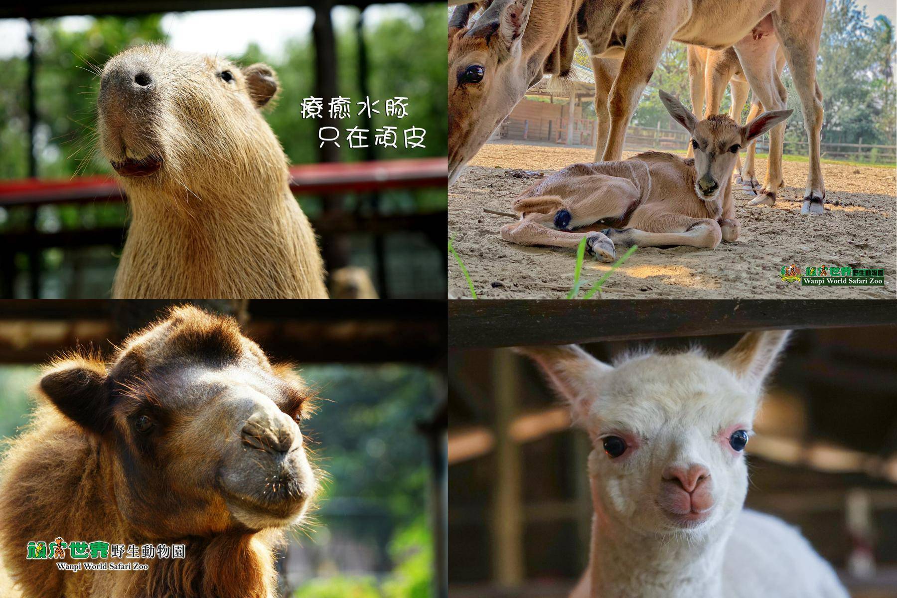 頑皮世界野生動物園12