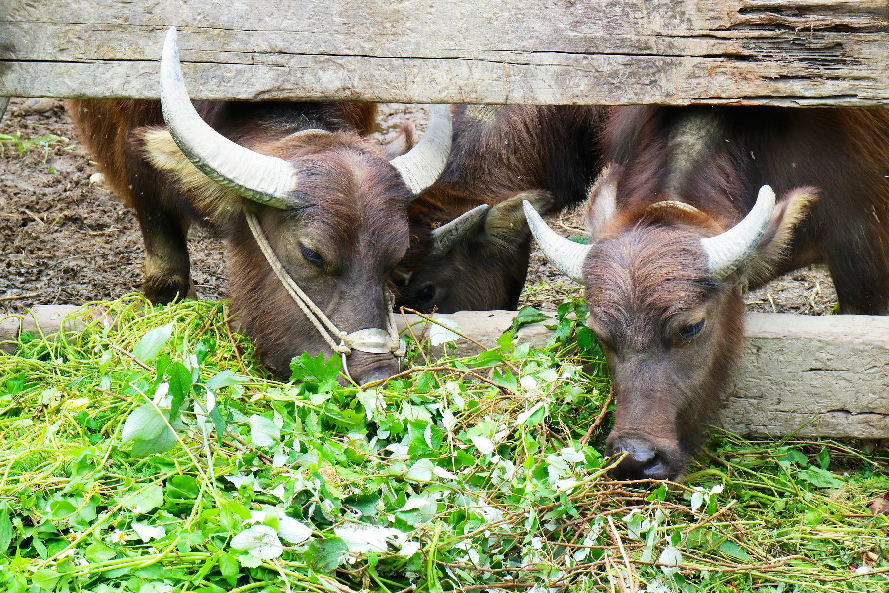 宜蘭頭城休閒農場-農夫一日遊券6