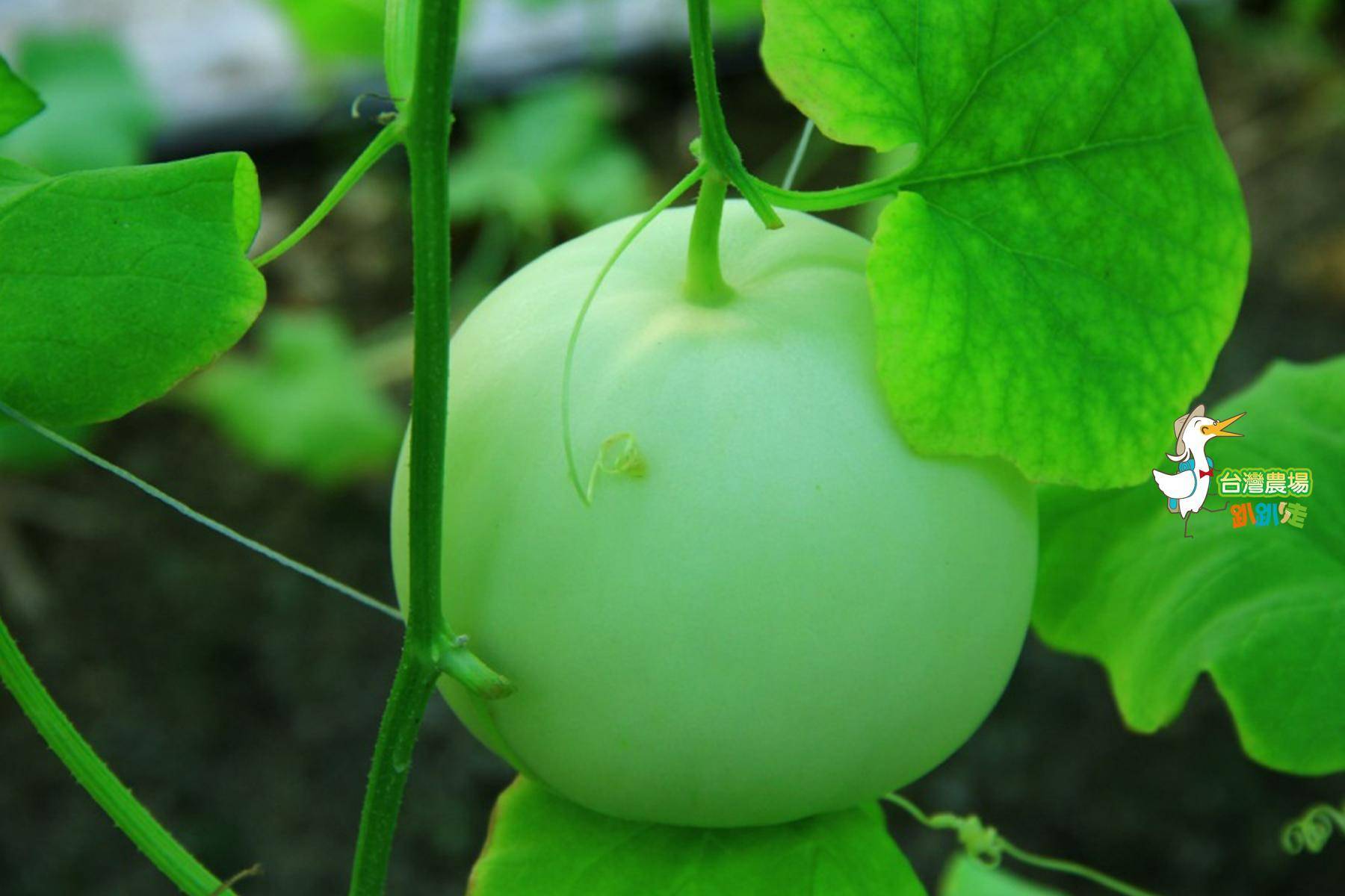 嘉義-豐碩果園-採果(香瓜、蕃茄、玉米)體驗券11