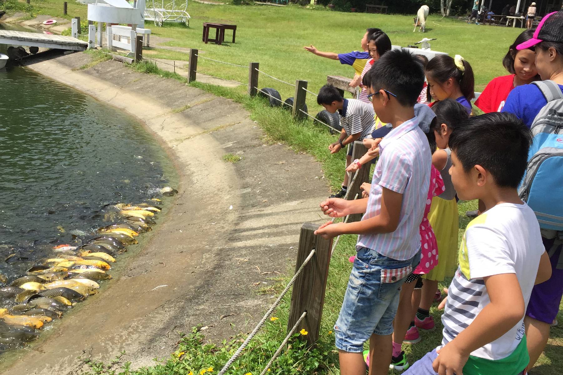 桃園富田花園農場-富田草泥馬動物森友會體驗券8