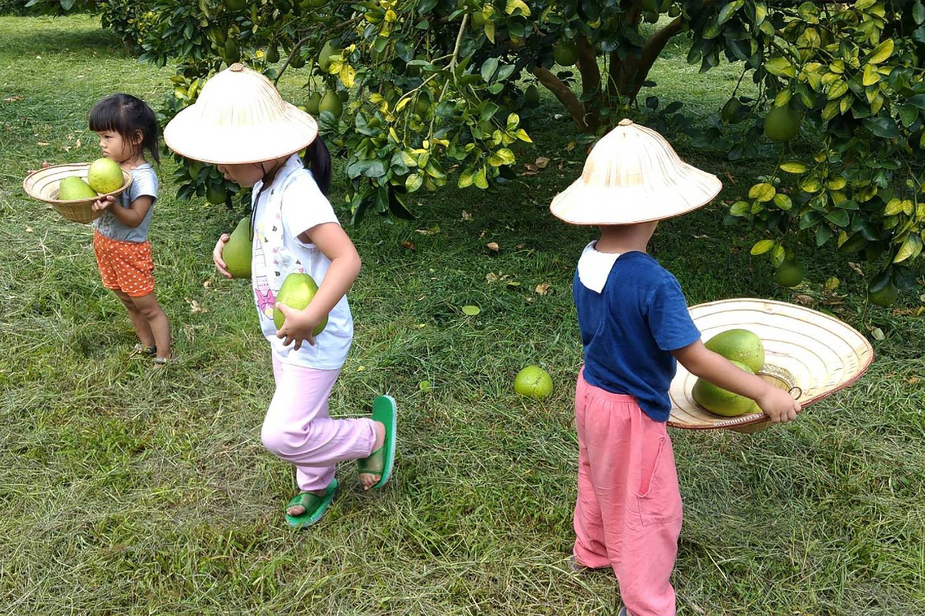 花蓮木日光文旦驛站-採果(文旦柚)體驗券6