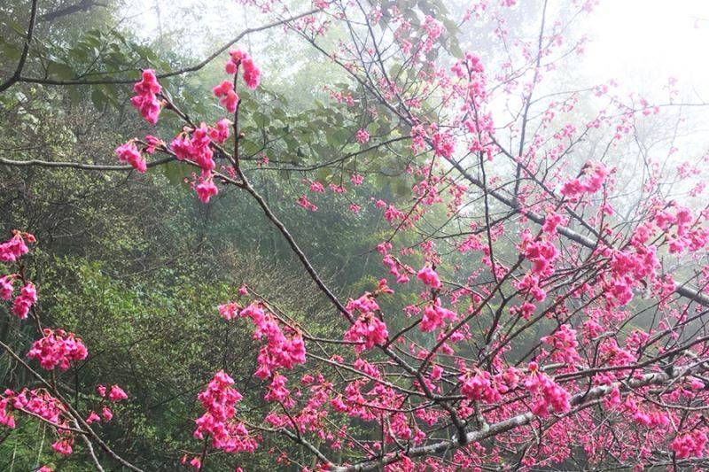 嘉義茗園茶葉民宿-500元住宿折價券11