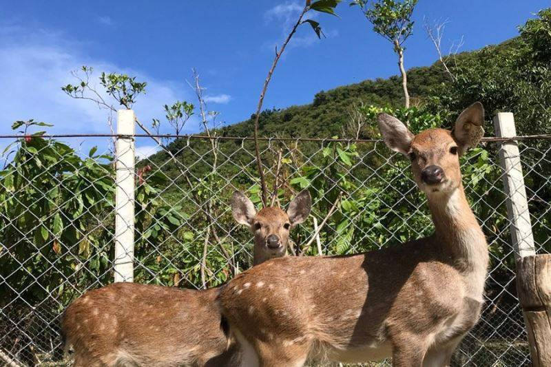 阿信巧克力農場-小農夫半日遊22