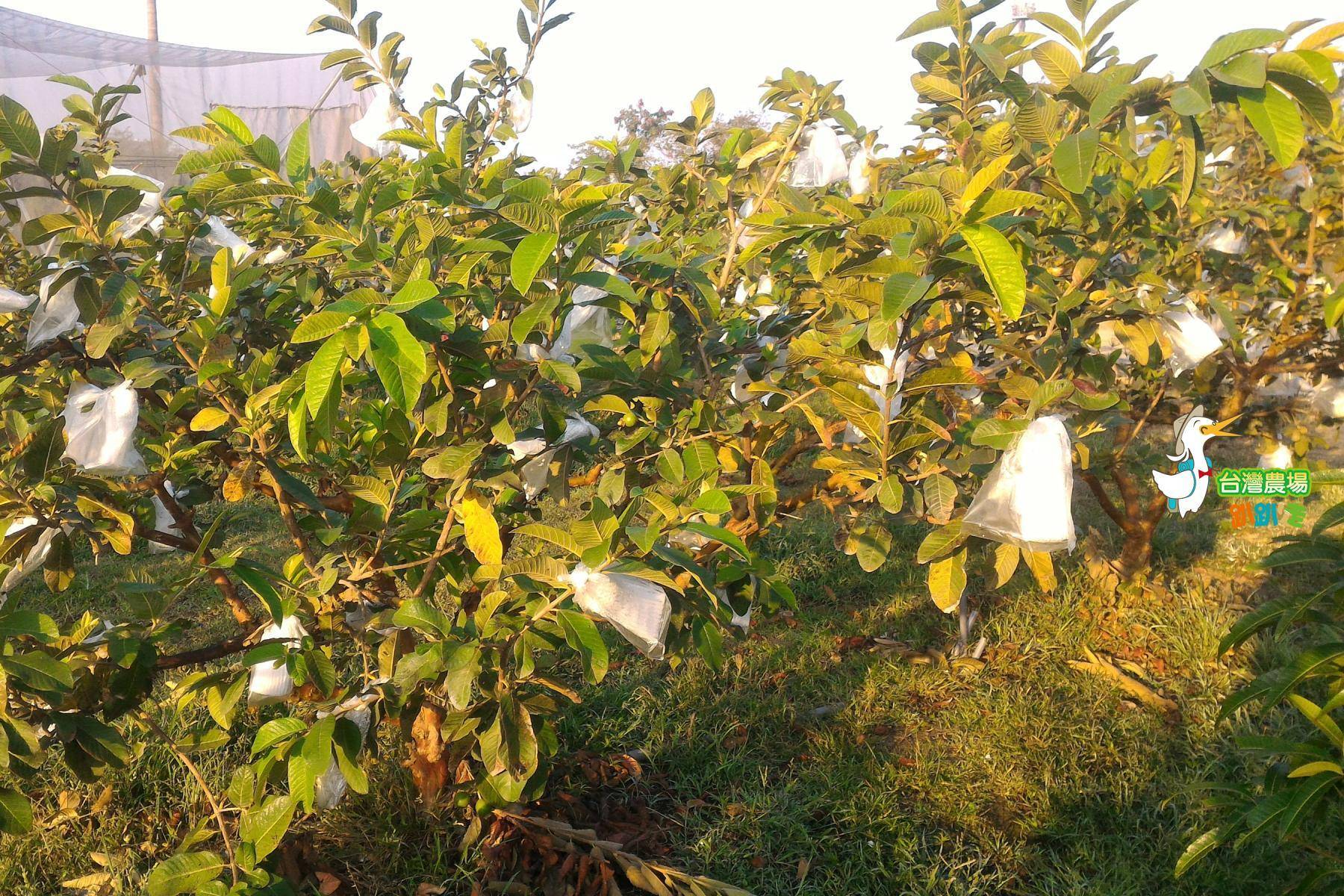 台南-吳叔叔果園-採果(芒果、芭樂、蜜棗)體驗券6