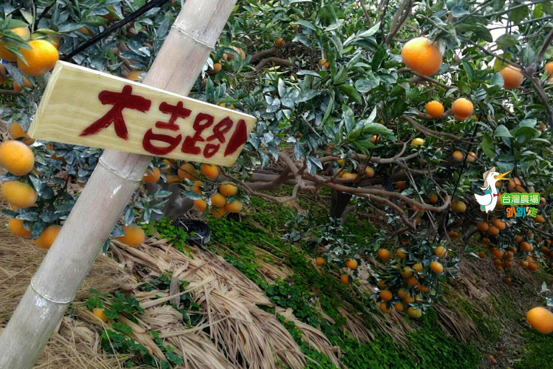 (舊)雲林-橙色農作休閒果園-採果體驗券1
