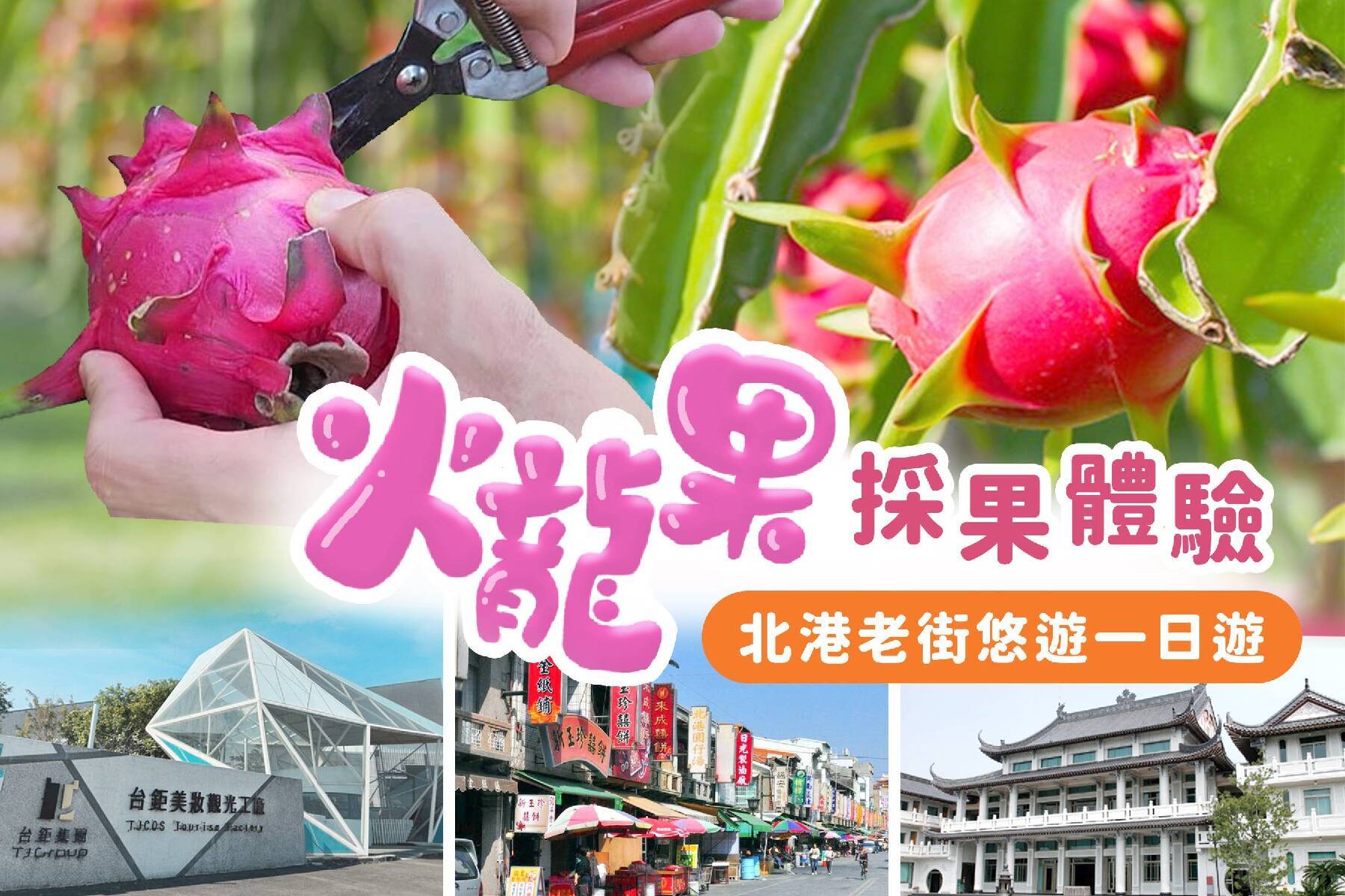 火龍果採果體驗北港老街悠遊一日遊1