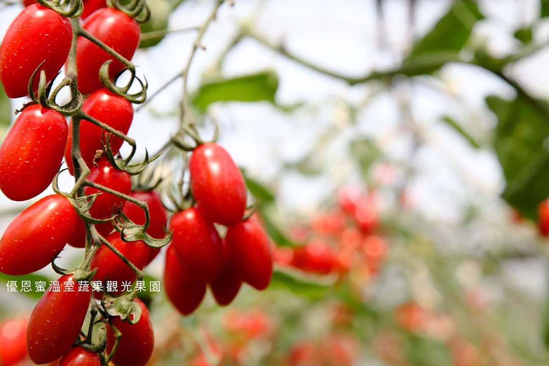 台中優恩蜜溫室蔬果觀光果園-採果(小番茄、蔬菜)體驗券10