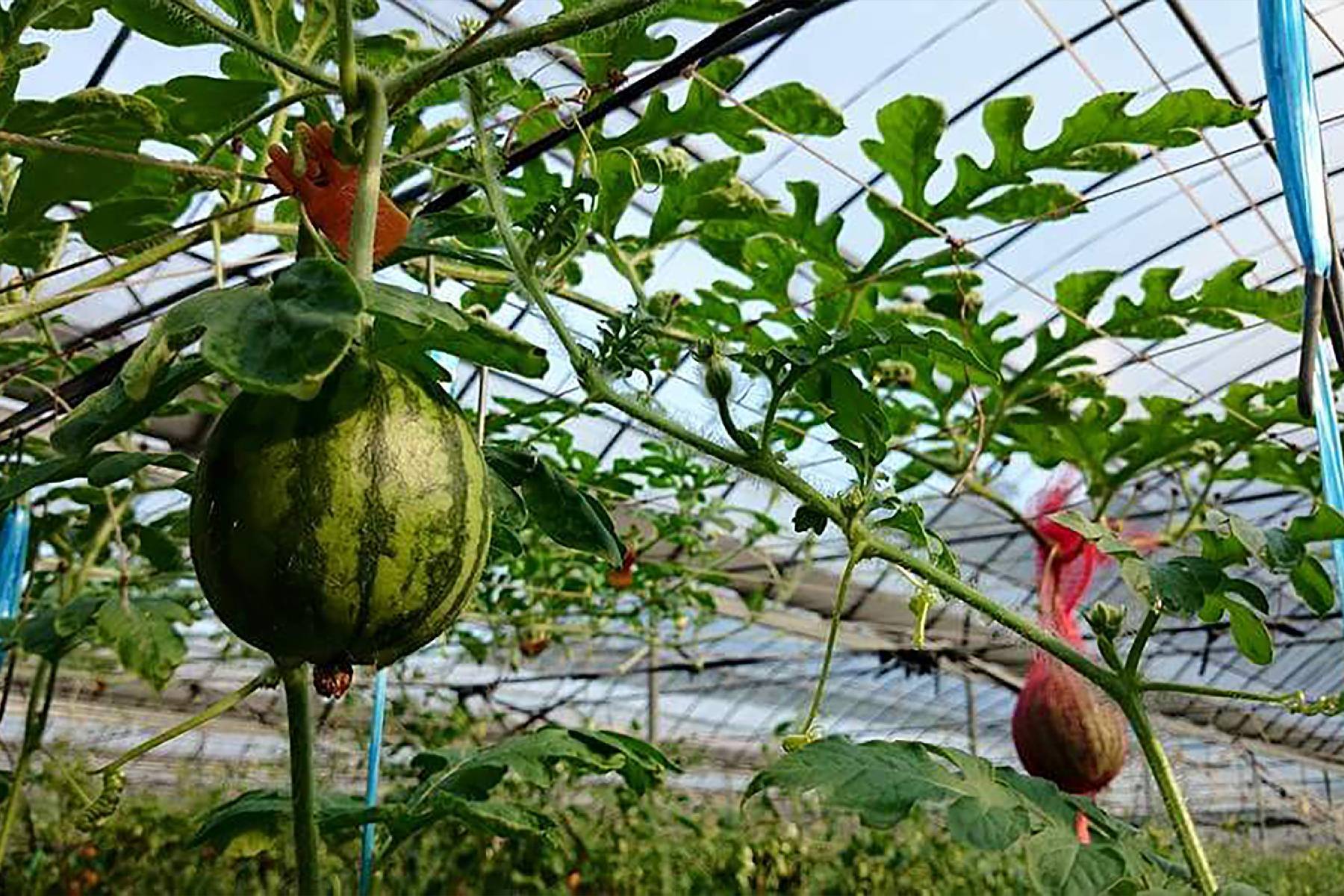 台中優恩蜜溫室蔬果觀光果園-採果(小番茄、蔬菜)體驗券17