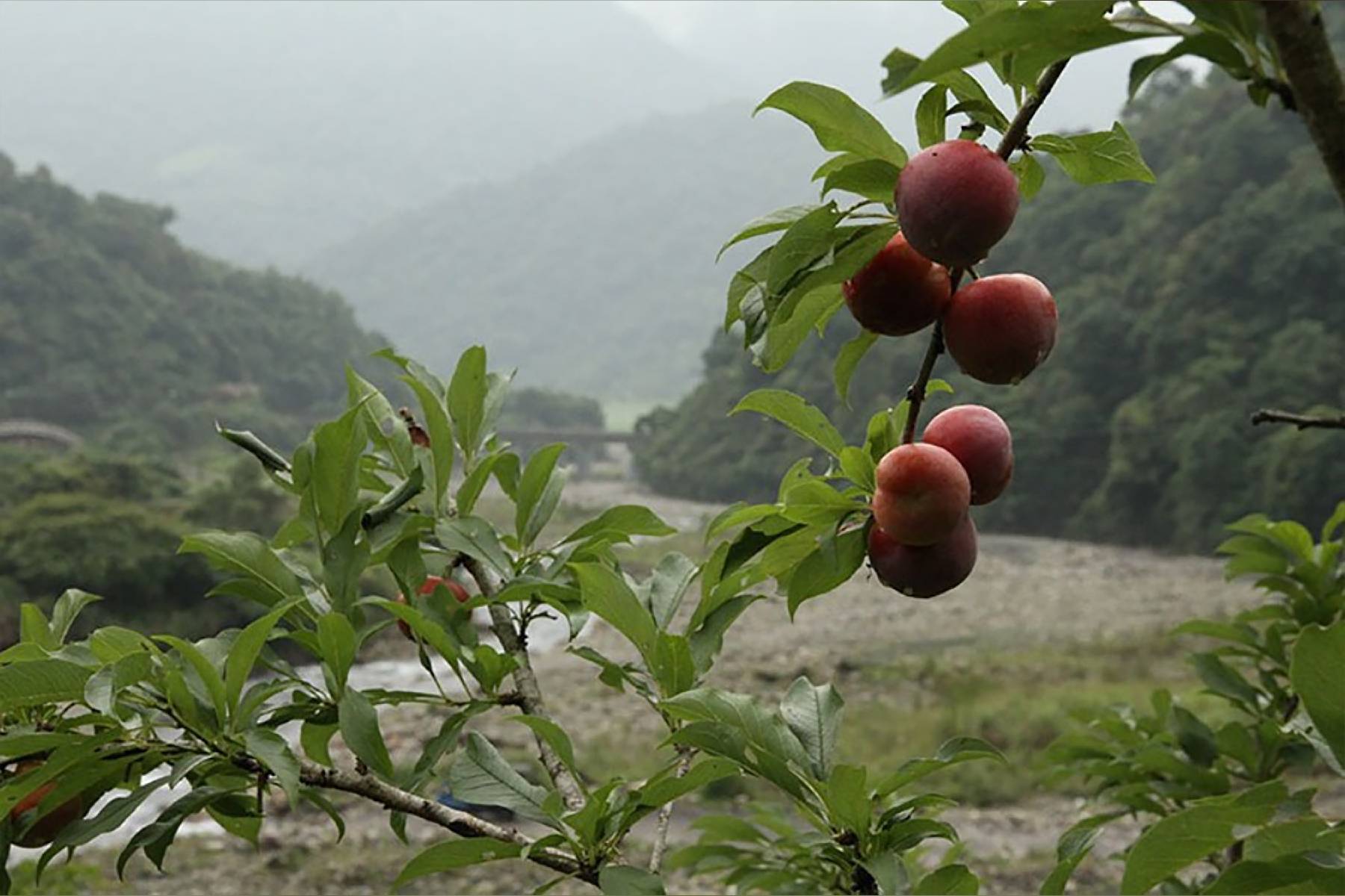 宜蘭棗健康有機農場-採果(紅肉李、金棗)體驗券5