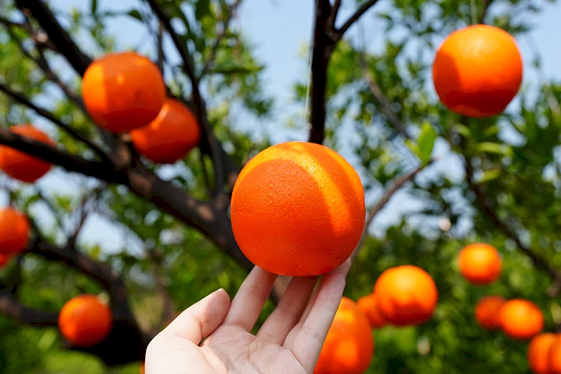 中台灣採果賞落羽松二日遊10
