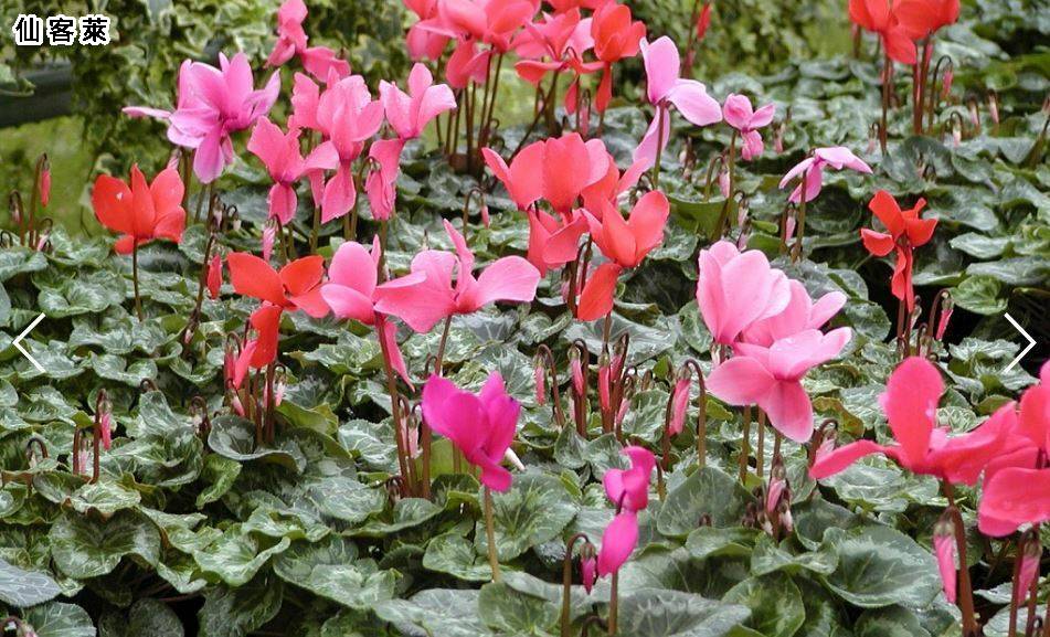 走馬瞰花．雪霸休閒農場二日遊4