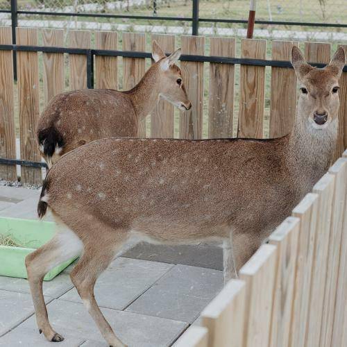 宜蘭【天使星夢渡假村】單人入園券+含動物餵食+飲品甜點100折價券1