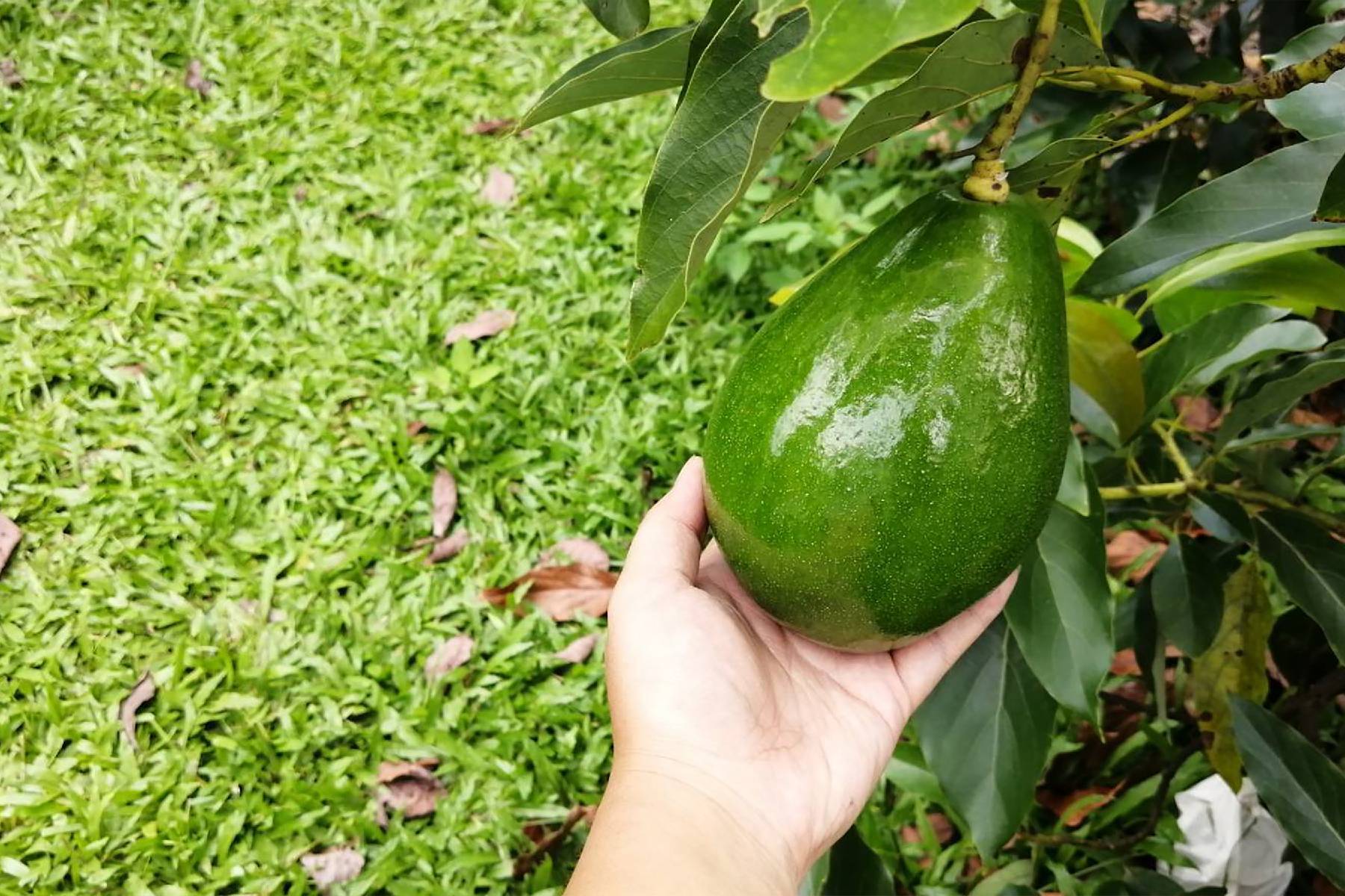 台南左岸幸福莊園-採果(酪梨)體驗券6