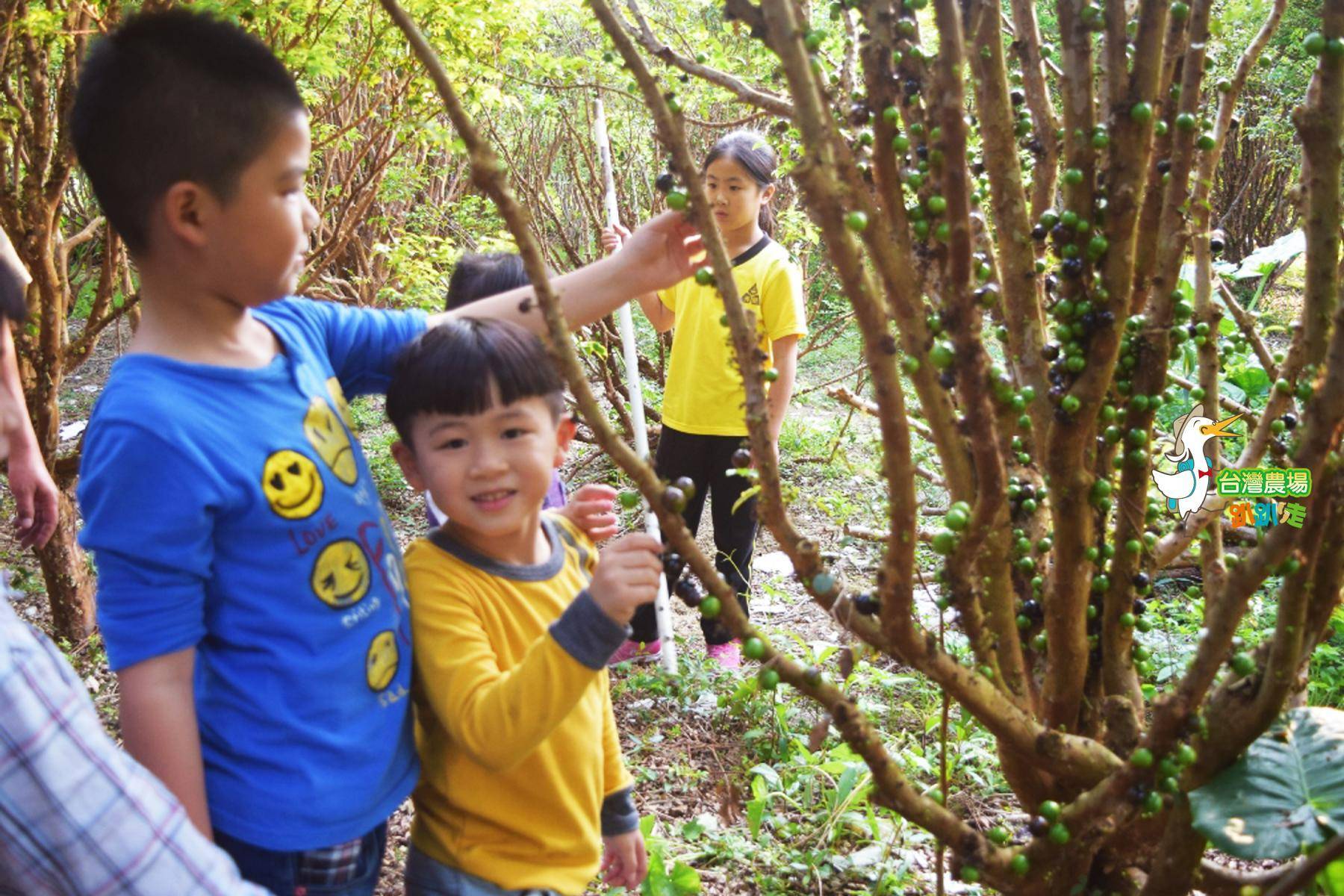 南投-花現小路果園-採果(嘉寶果)體驗券4