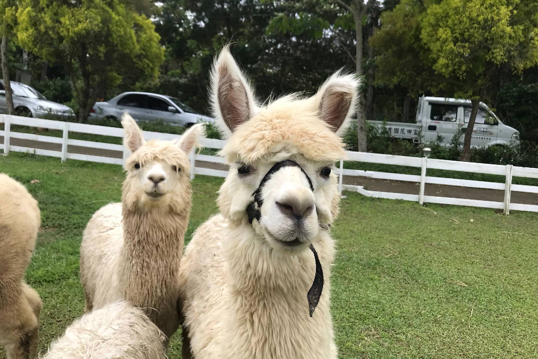 桃園富田花園農場-富田草泥馬動物森友會體驗券5