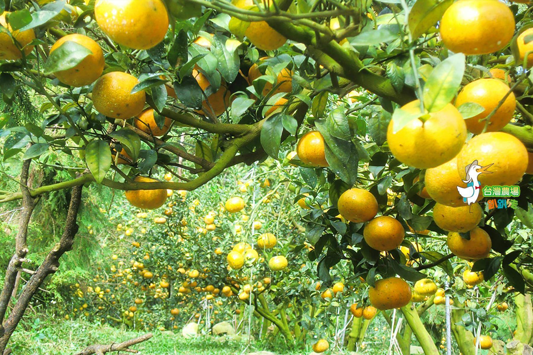 台中-公道農園-採果(柑橘、檸檬)體驗券1