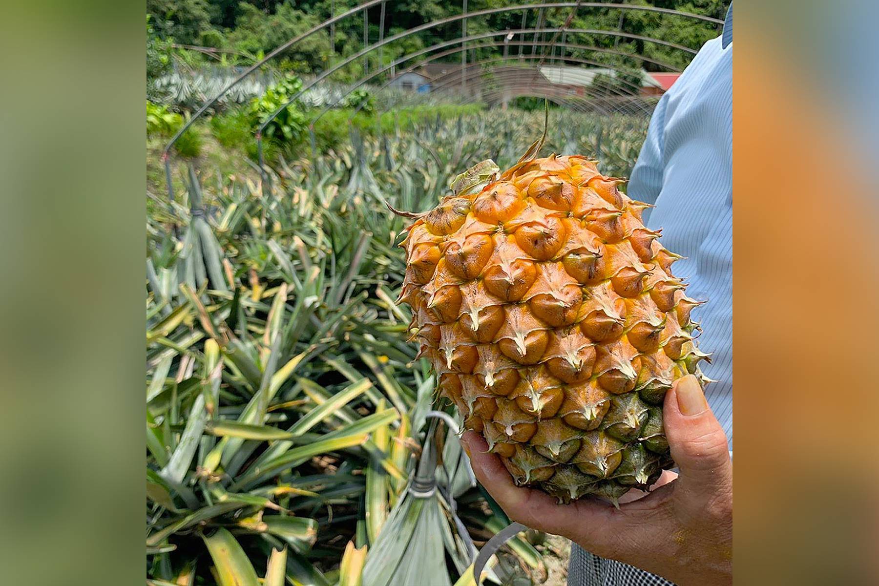 宜蘭二湖鳳梨館-採果(鳳梨)體驗券4