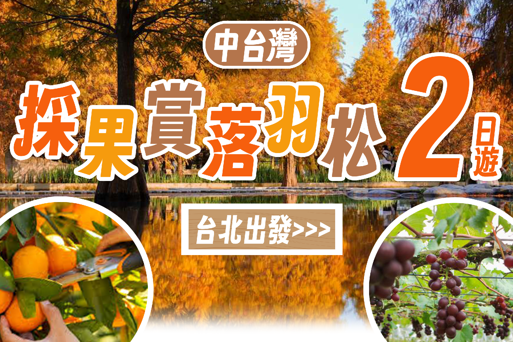 中台灣採果賞落羽松二日遊(台北出發)1