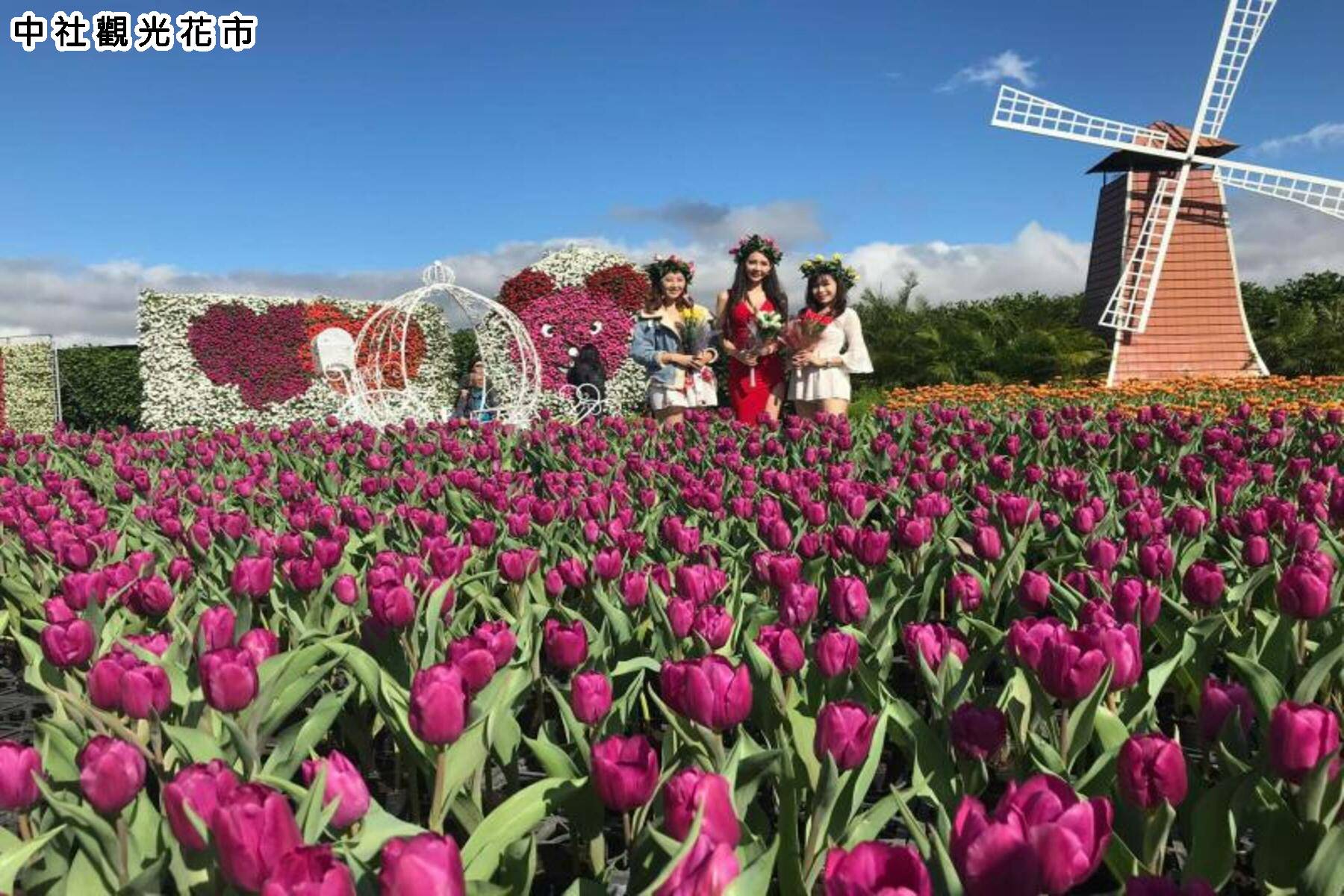 安心GO-台中賞落雨松、鬱金香花海、採草莓一日遊6