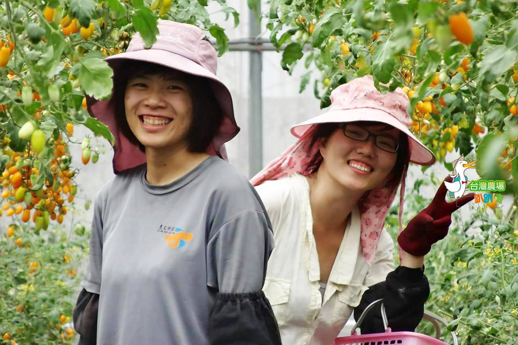 台中-優恩蜜溫室果觀光果園-採果(番茄)體驗券8