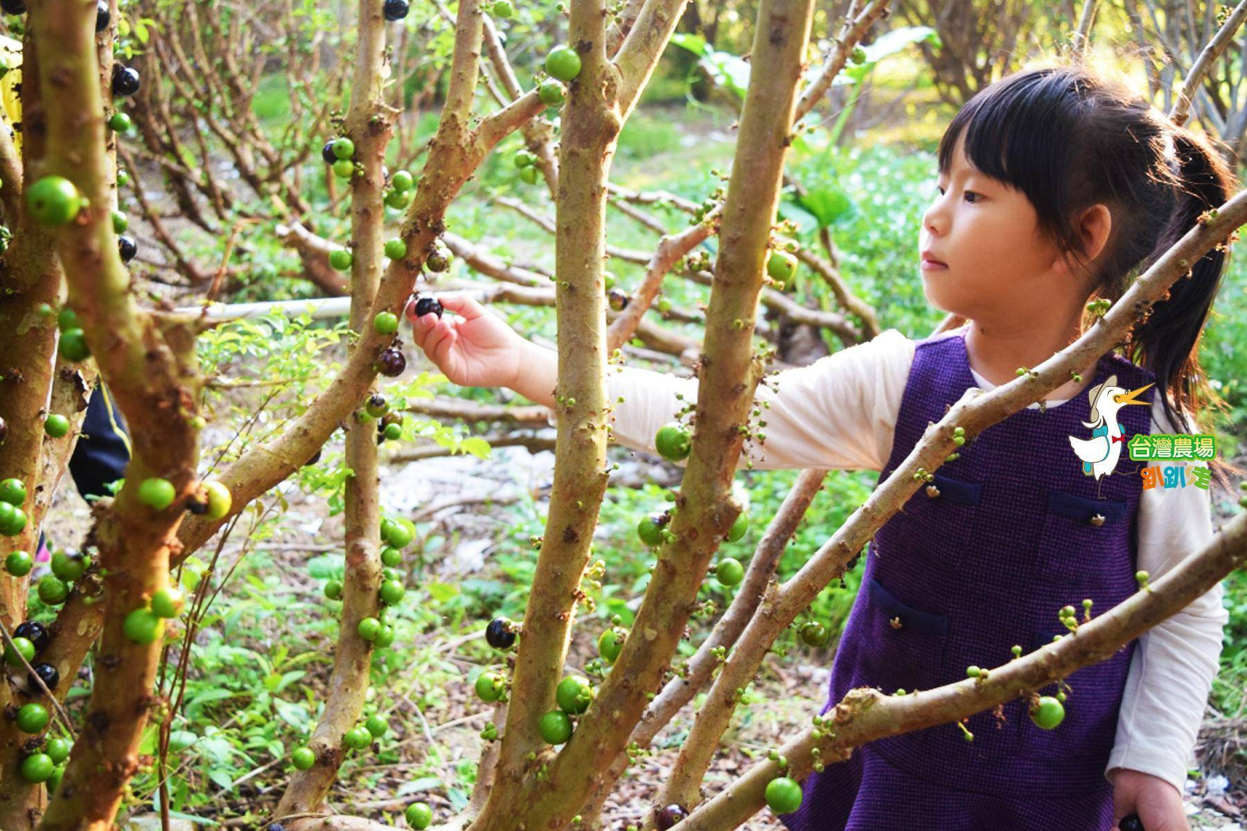 南投-花現小路果園-採果(嘉寶果)體驗券3