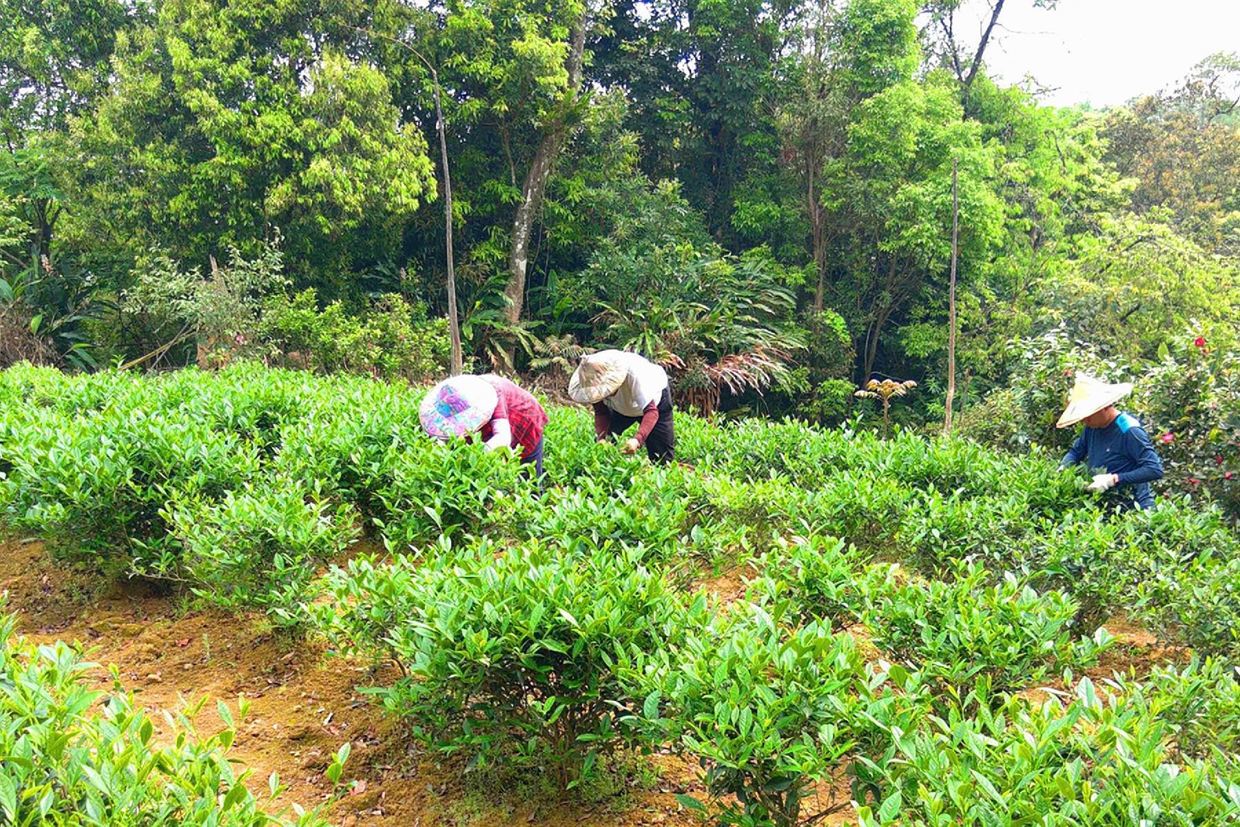 青山香草教育農園-假日香草午茶套餐券2