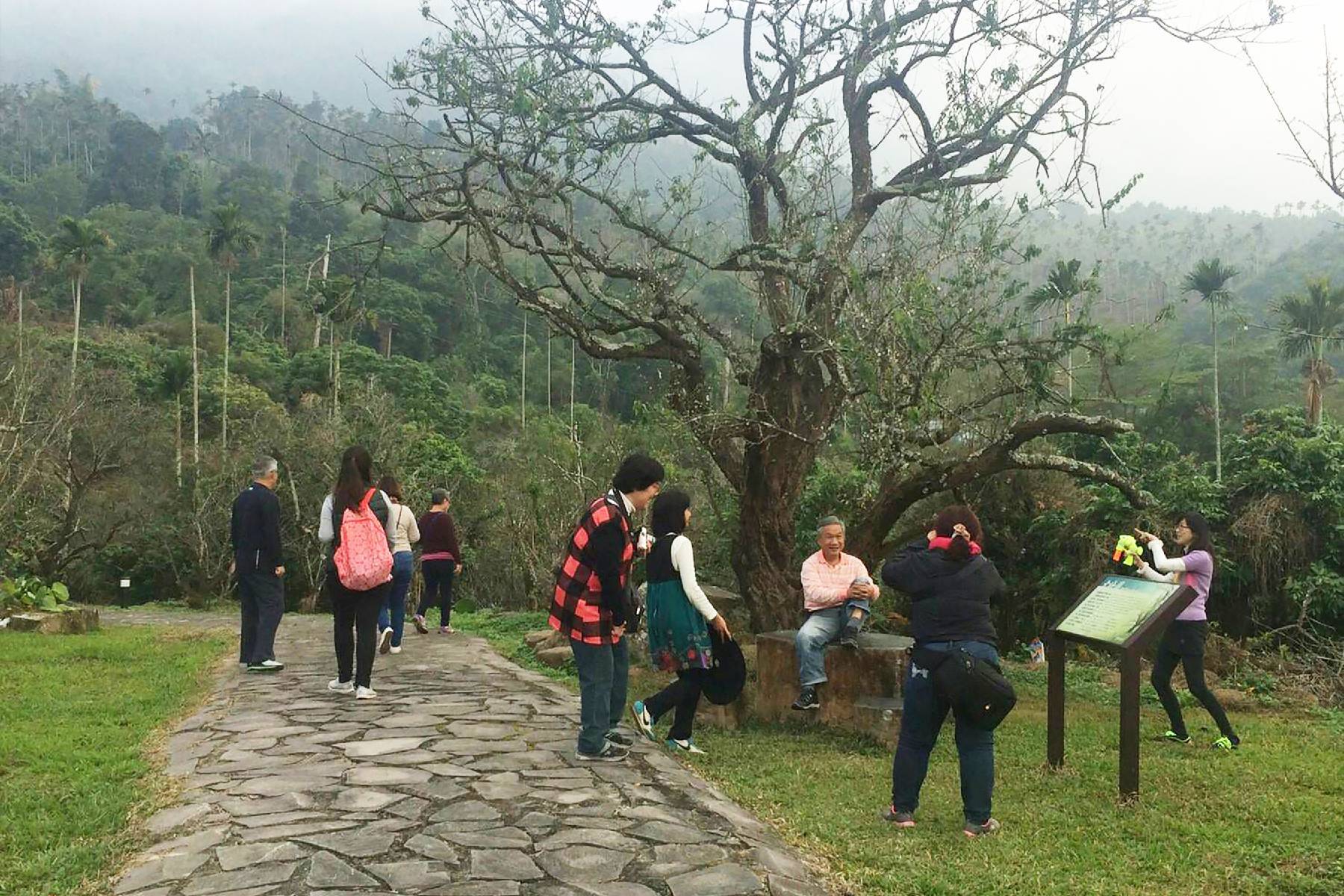 台南梅嶺福來梅園-採果(梅子、桃子)體驗券5