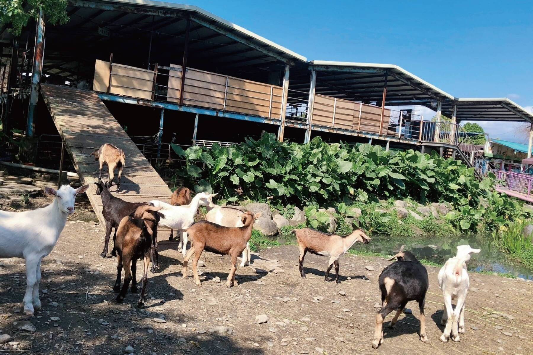 宜蘭宜農牧場-小動物同樂趣+季節限定DIY體驗券7