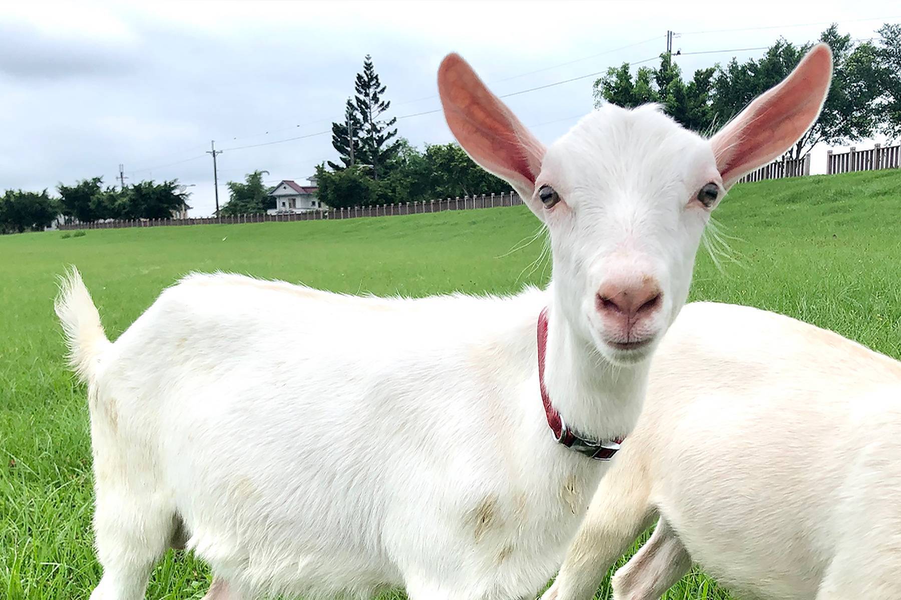 宜蘭宜農牧場-動物農莊餵食券1