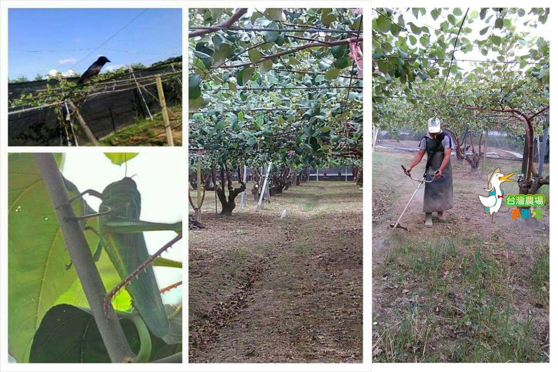 (舊)台南-棗到了-梅嶺棗園休閒採果區-採果(蜜棗)體驗券3