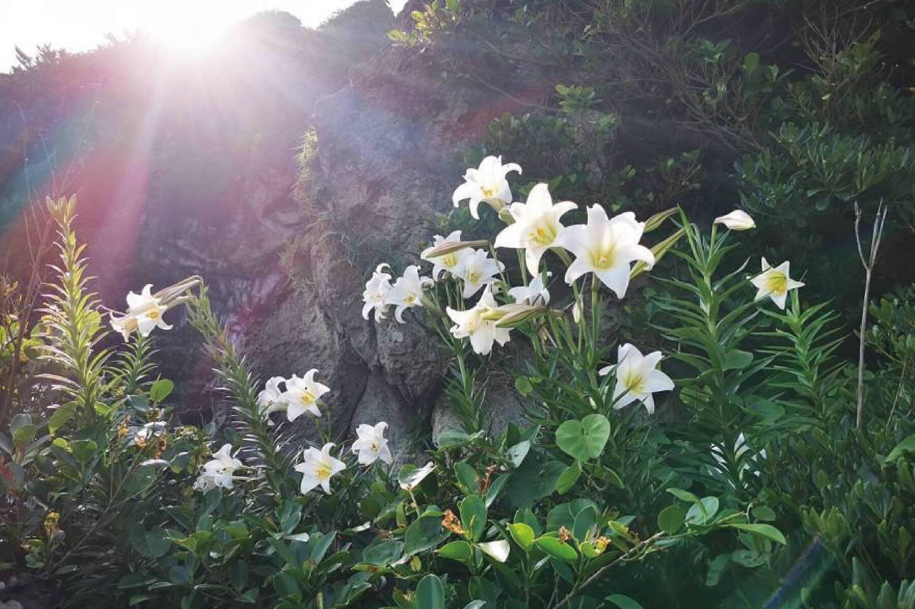 花現基隆嶼 二日遊9