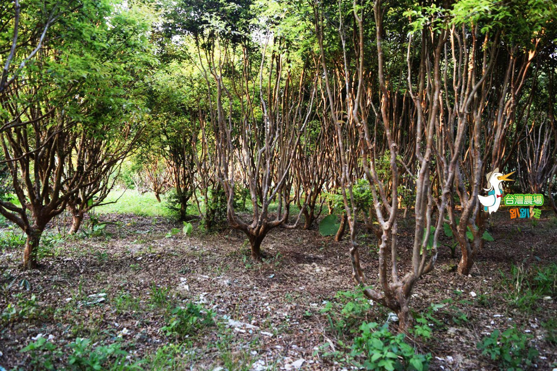 南投-花現小路果園-採果(嘉寶果)體驗券1