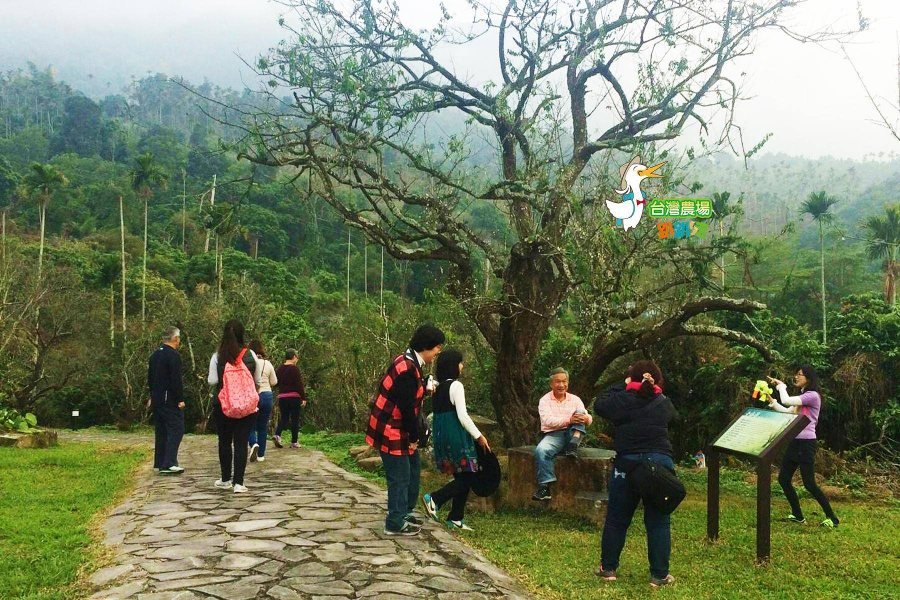 (舊)台南-梅嶺福來梅園-採果(梅子、桃子)體驗券8