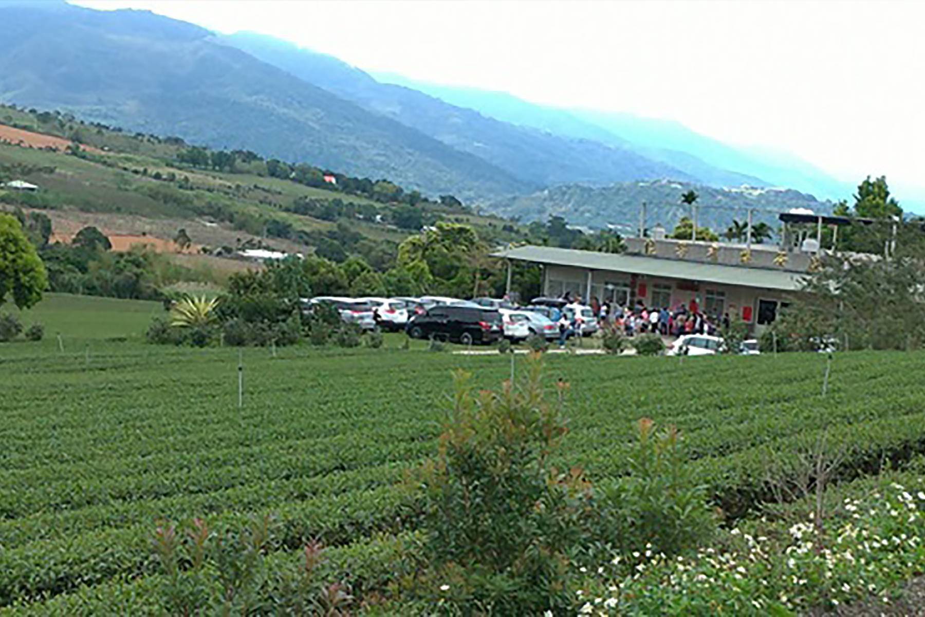 台東佳芳有機茶園-有機茶之旅體驗券(最少6人成行)2