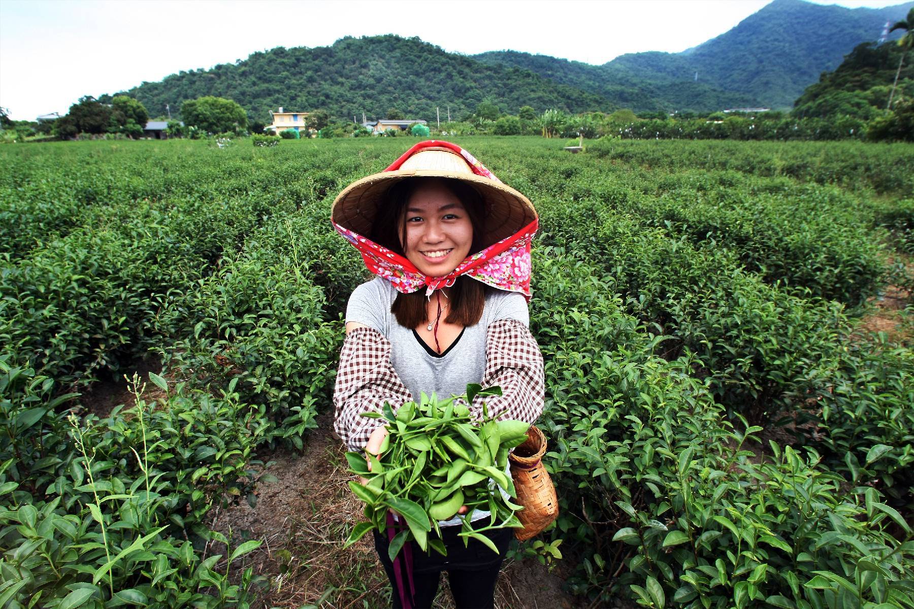 ▪️宜蘭祥語有機農場-綠茶製茶體驗券(最少4人成行)4