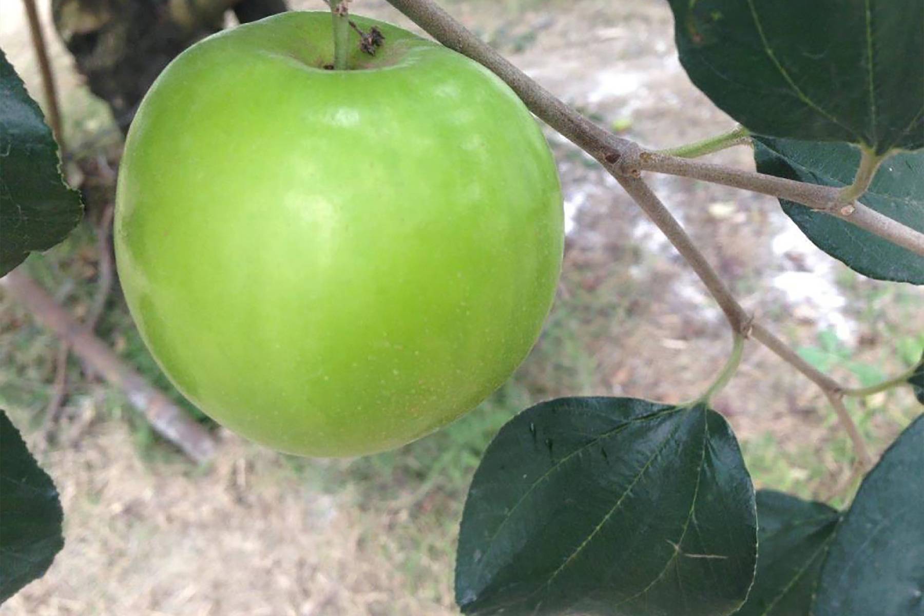 高雄大山元農場-採果(芭樂、蜜棗)體驗券5