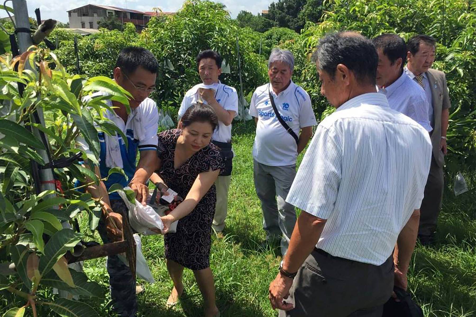 台南小崇ㄉ果園-採果(芒果)體驗券6