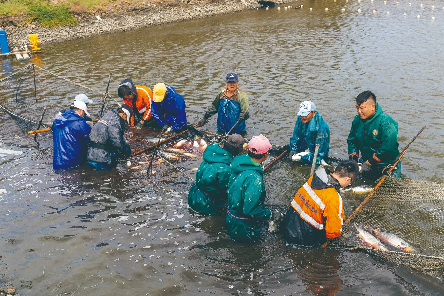 新竹水月休閒藍鯨魚寮-龍虎石斑套餐+搏魚雙人體驗券4
