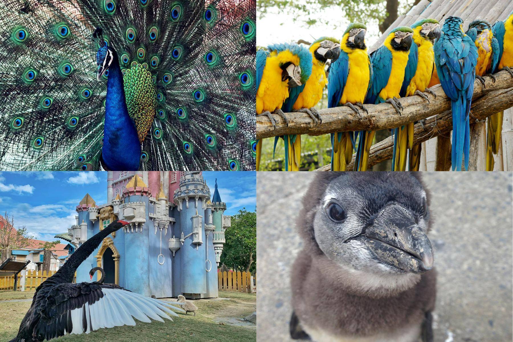 頑皮世界野生動物園11