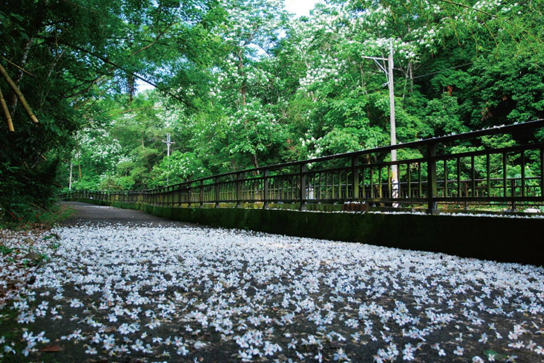 挑水古道賞桐花一日遊11