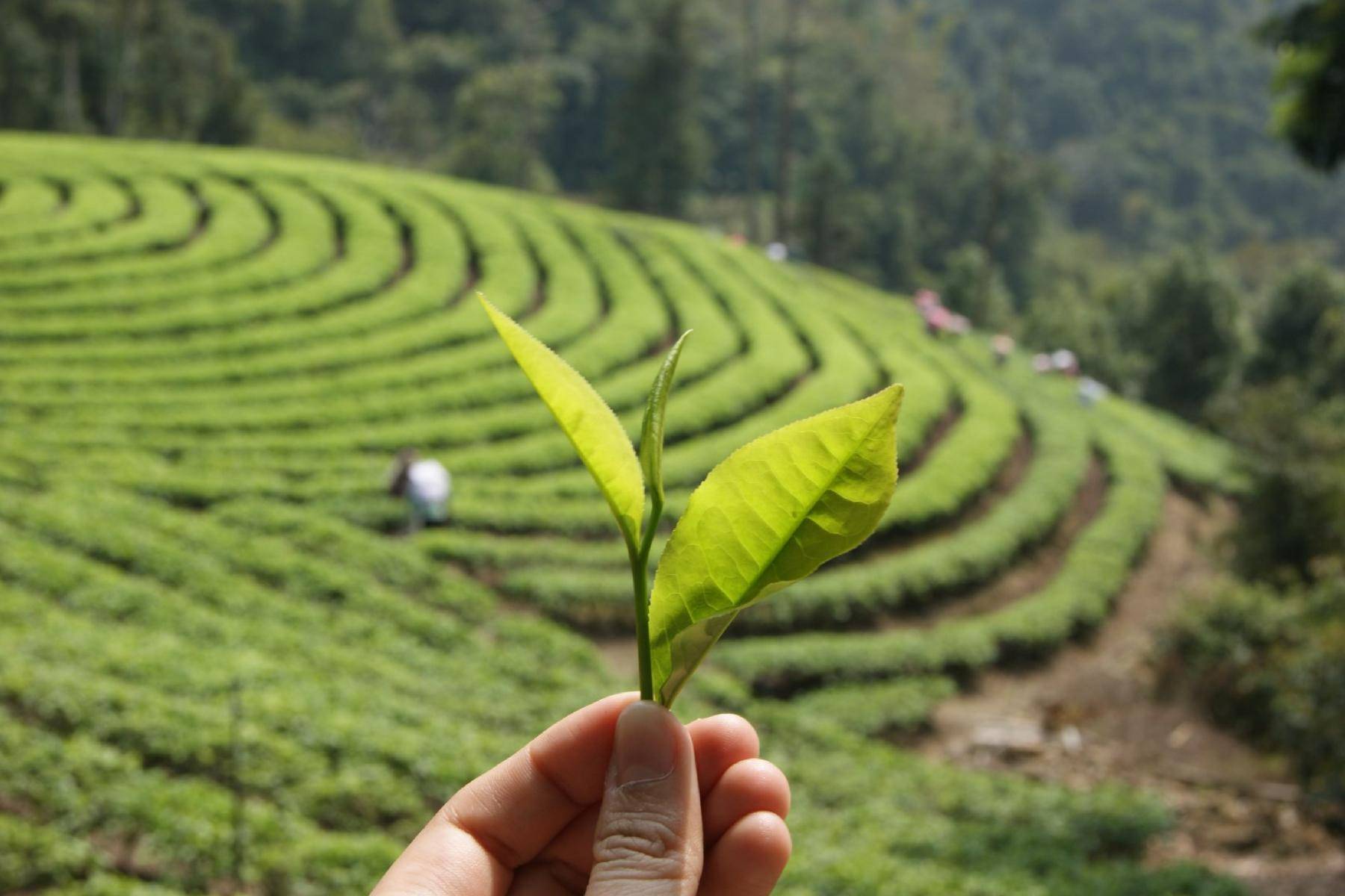 【巴士輕鬆遊】日月潭花火嘉年華‧儷山林美食住宿雙饗宴二日遊6