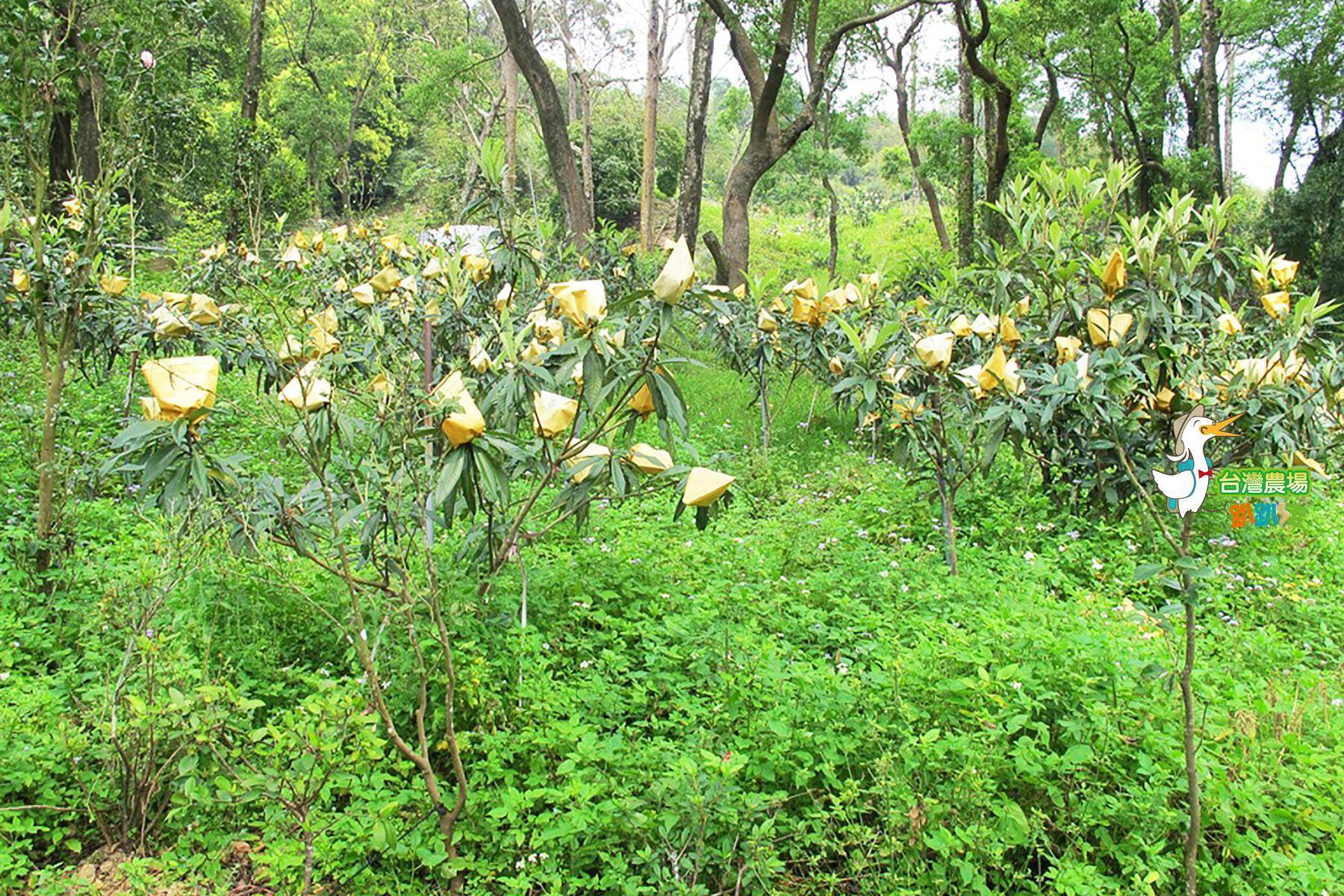 台中-心禾園-採果體驗-採果(枇杷、梨子、芒果)體驗券1