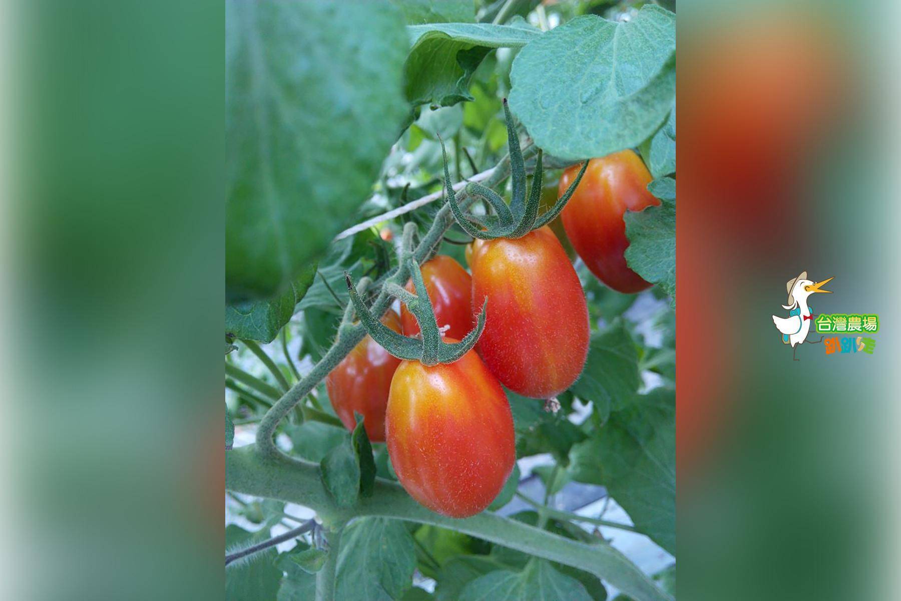 宜蘭-藤結教育農場-採果(番茄)體驗券6