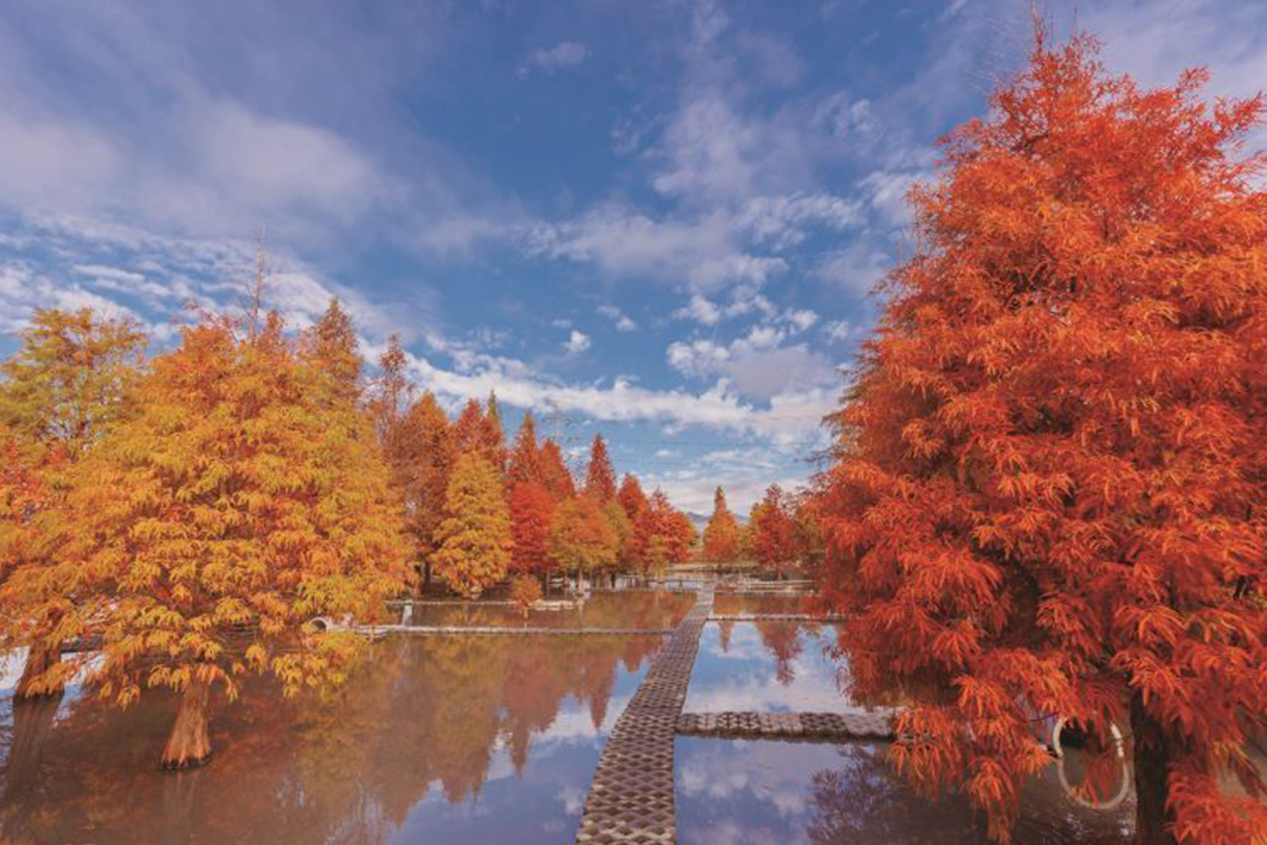 中台灣採果賞落羽松二日遊(台北出發)2