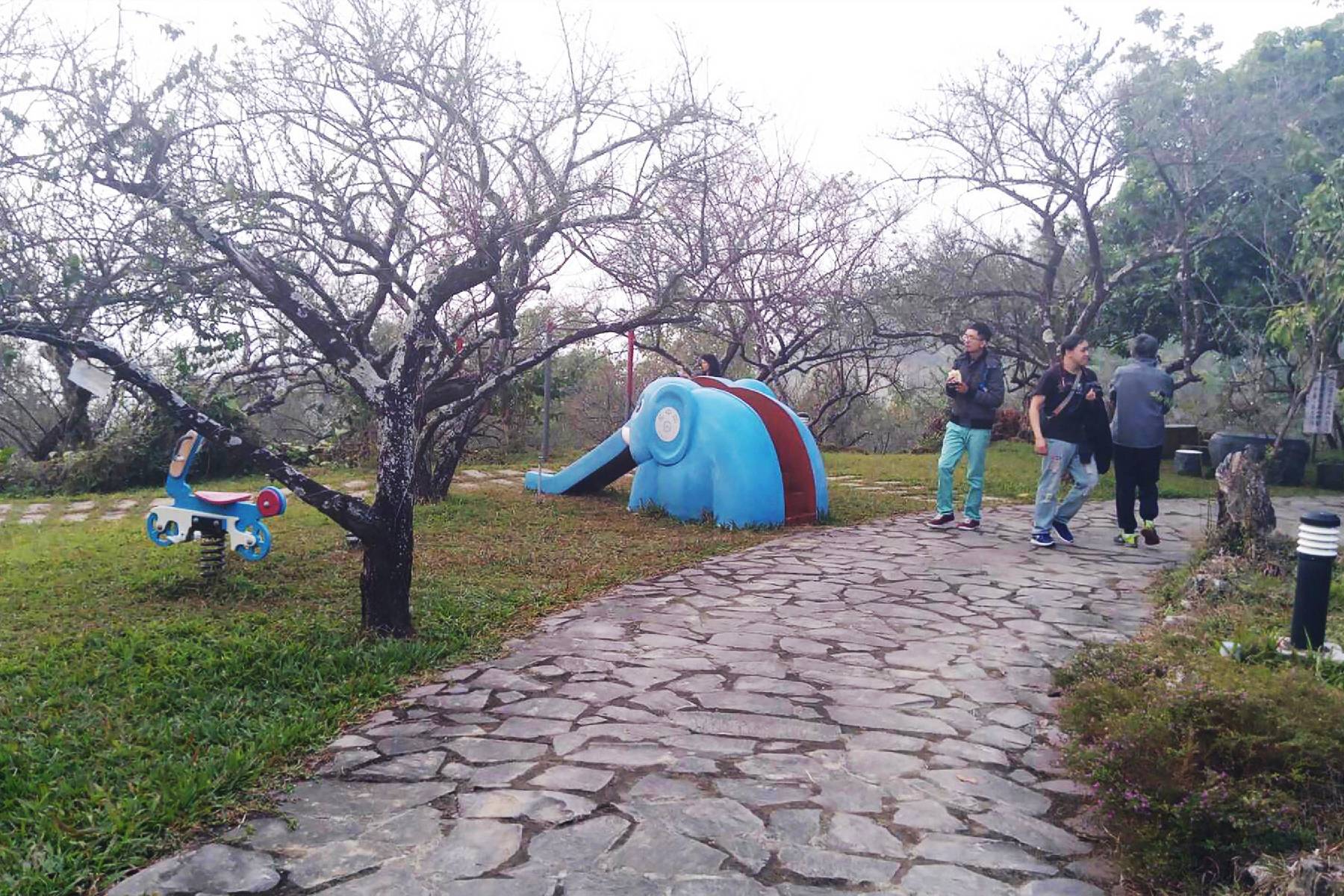 台南梅嶺福來梅園-採果(梅子、桃子)體驗券4