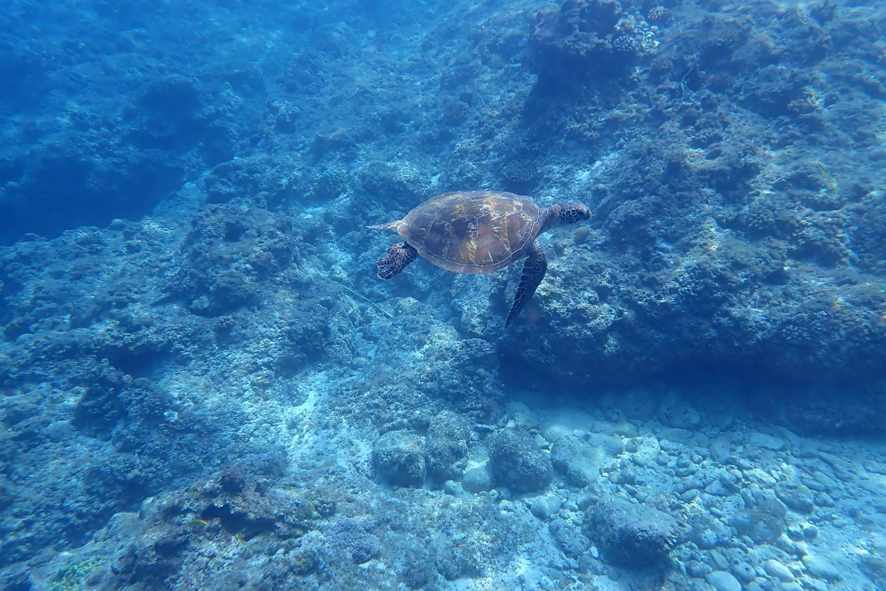 小琉球舶琉潛水中心-海底漫步2H體驗券(最少4人成行)3