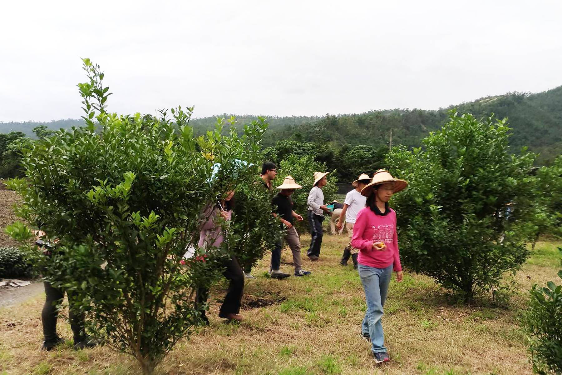 宜蘭鵝山茶園有機體驗農場-DIY體驗券6
