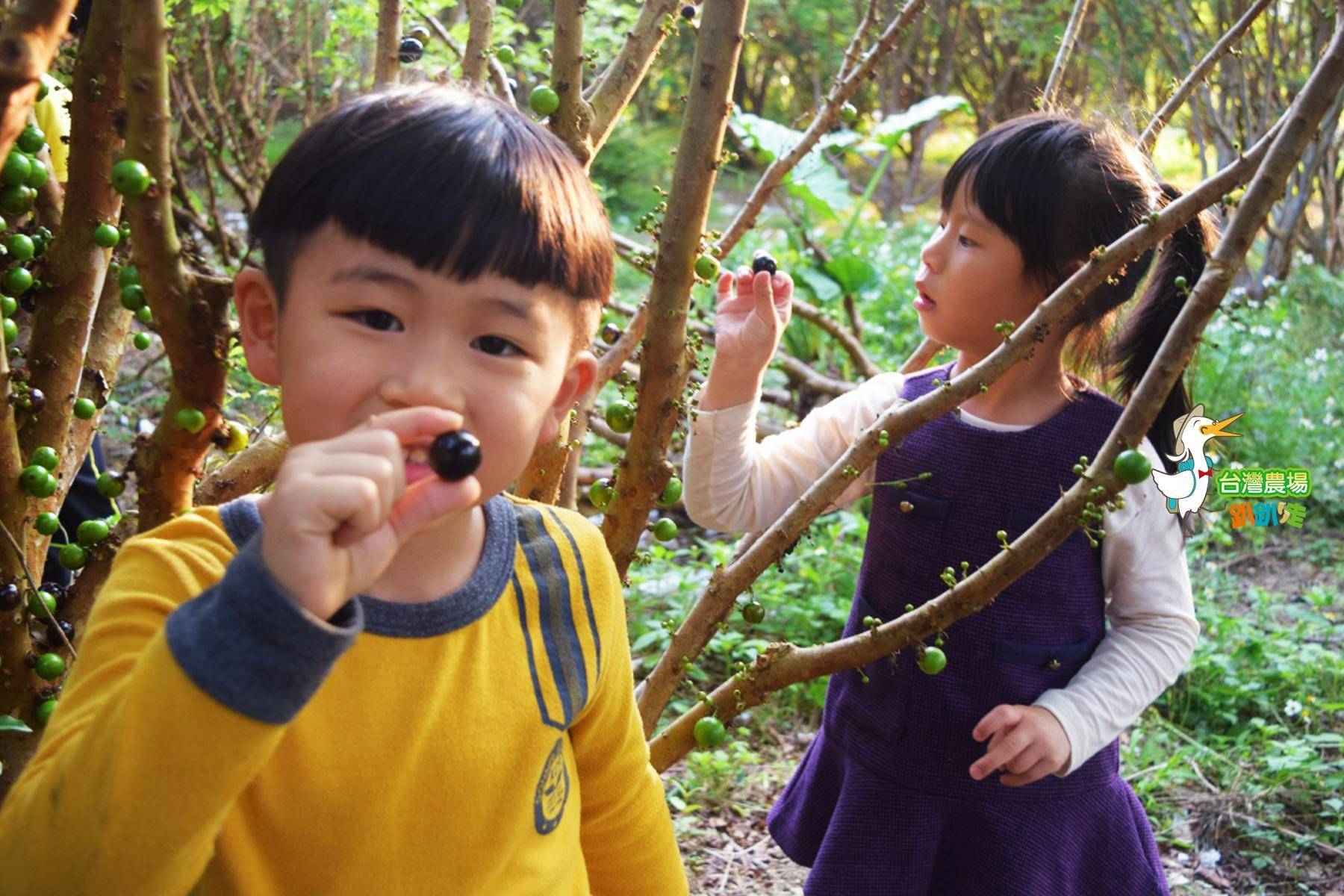 南投-花現小路果園-採果(嘉寶果)體驗券2